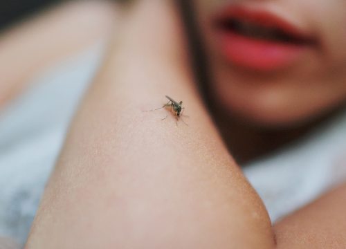 A fly on a person's arm
